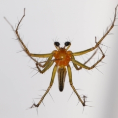 Oxyopes (genus) at Wellington Point, QLD - suppressed