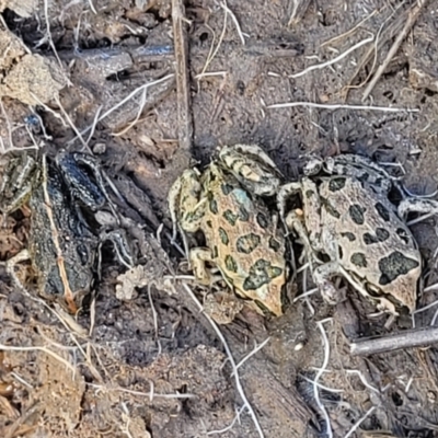 Limnodynastes tasmaniensis (Spotted Grass Frog) at Fraser, ACT - 8 Dec 2022 by trevorpreston