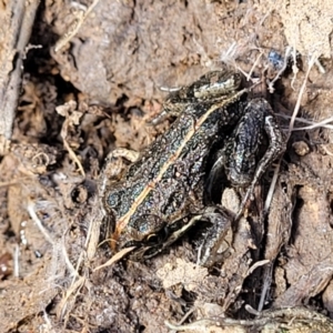 Limnodynastes tasmaniensis at Fraser, ACT - 8 Dec 2022