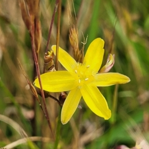 Tricoryne elatior at Fraser, ACT - 8 Dec 2022