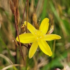 Tricoryne elatior (Yellow Rush Lily) at Dunlop Grasslands - 8 Dec 2022 by trevorpreston