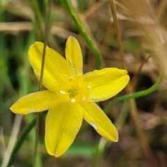 Tricoryne elatior at Fraser, ACT - 8 Dec 2022