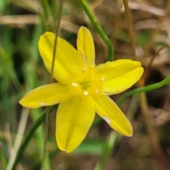 Tricoryne elatior at Fraser, ACT - 8 Dec 2022