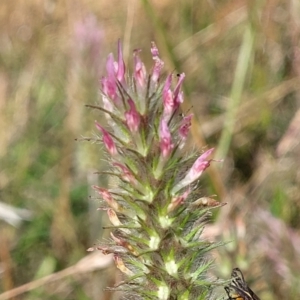Trifolium angustifolium at Fraser, ACT - 8 Dec 2022