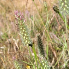 Trifolium angustifolium at Fraser, ACT - 8 Dec 2022