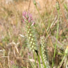 Trifolium angustifolium at Fraser, ACT - 8 Dec 2022 04:19 PM