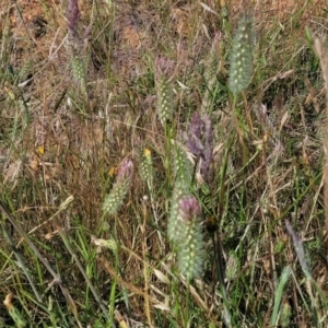 Trifolium angustifolium at Fraser, ACT - 8 Dec 2022