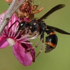 Euodynerus sp. (genus) (Mason Wasp) at Braemar, NSW - 3 Dec 2022 by Curiosity