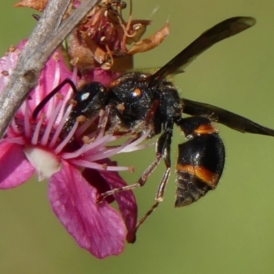 Euodynerus sp. (genus) (Mason Wasp) at Braemar - 3 Dec 2022 by Curiosity