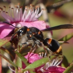 Euodynerus sp. (genus) at Braemar, NSW - 3 Dec 2022