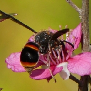 Euodynerus sp. (genus) at Braemar, NSW - 3 Dec 2022