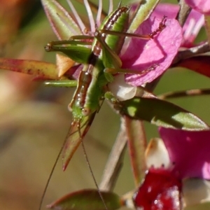 Conocephalus semivittatus at Braemar, NSW - 5 Dec 2022