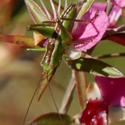 Conocephalus semivittatus (Meadow katydid) at Braemar - 4 Dec 2022 by Curiosity