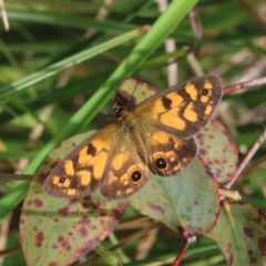 Heteronympha cordace (Bright-eyed Brown) at Gibraltar Pines - 9 Dec 2022 by owenh