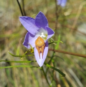 Araneinae (subfamily) at Acton, ACT - 6 Dec 2022