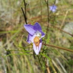 Araneinae (subfamily) at Acton, ACT - 6 Dec 2022