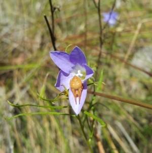 Araneinae (subfamily) at Acton, ACT - 6 Dec 2022