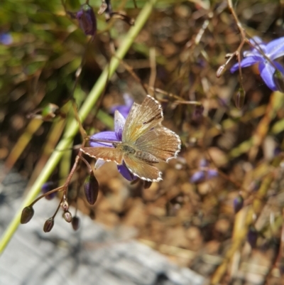 Neolucia agricola (Fringed Heath-blue) at Acton, ACT - 8 Dec 2022 by darrenw