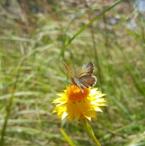 Neolucia agricola at Acton, ACT - 8 Dec 2022