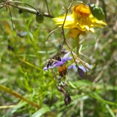 Lasioglossum (Chilalictus) sp. (genus & subgenus) (Halictid bee) at Black Mountain - 8 Dec 2022 by darrenw