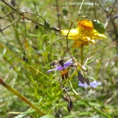 Lasioglossum (Chilalictus) sp. (genus & subgenus) at Acton, ACT - 8 Dec 2022 11:41 AM