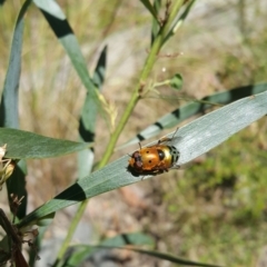 Austalis pulchella (Hover fly) at Acton, ACT - 7 Dec 2022 by darrenw