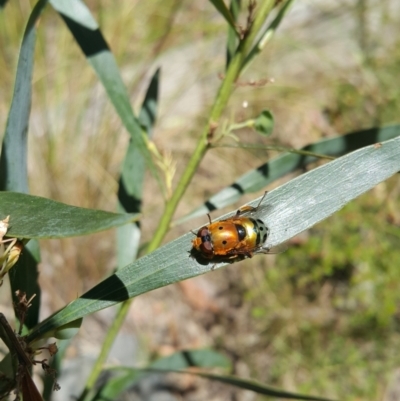 Austalis pulchella (Hover fly) at Acton, ACT - 8 Dec 2022 by darrenw