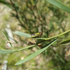 Odontomyia decipiens (Green Soldier Fly) at Black Mountain - 8 Dec 2022 by darrenw