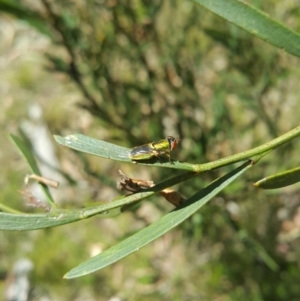 Odontomyia decipiens at Acton, ACT - 8 Dec 2022