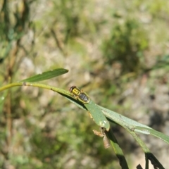 Odontomyia decipiens at Acton, ACT - 8 Dec 2022