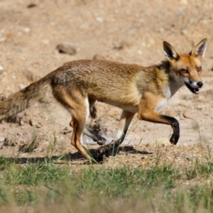 Vulpes vulpes at Taylor, ACT - 8 Dec 2022 05:18 PM