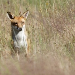 Vulpes vulpes at Taylor, ACT - 8 Dec 2022