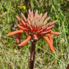 Aloe sp. at O'Malley, ACT - 9 Dec 2022 by Mike