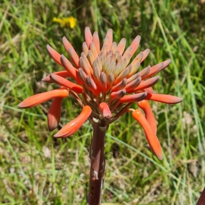 Aloe sp. at Mount Mugga Mugga - 9 Dec 2022 by Mike