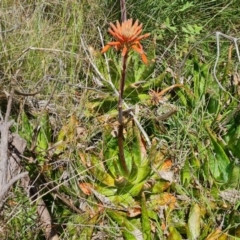 Aloe sp. at O'Malley, ACT - 9 Dec 2022