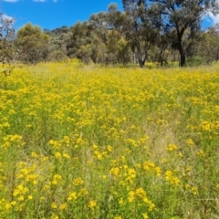 Hypericum perforatum (St John's Wort) at Mount Mugga Mugga - 9 Dec 2022 by Mike