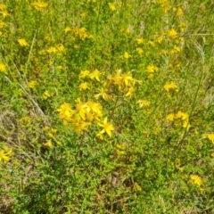 Hypericum perforatum at Mount Mugga Mugga - 9 Dec 2022 02:19 PM