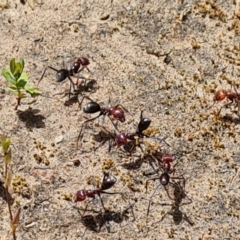 Iridomyrmex purpureus (Meat Ant) at Mount Mugga Mugga - 9 Dec 2022 by Mike