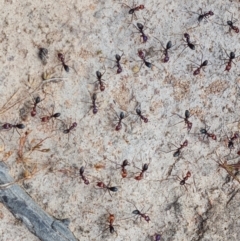 Iridomyrmex purpureus at O'Malley, ACT - 9 Dec 2022