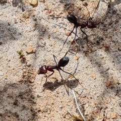 Iridomyrmex purpureus at O'Malley, ACT - 9 Dec 2022 02:45 PM