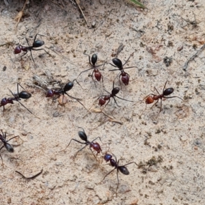 Iridomyrmex purpureus at O'Malley, ACT - 9 Dec 2022 02:45 PM