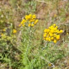 Chrysocephalum semipapposum (Clustered Everlasting) at Mount Mugga Mugga - 9 Dec 2022 by Mike