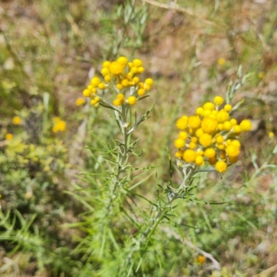 Chrysocephalum semipapposum (Clustered Everlasting) at Mount Mugga Mugga - 9 Dec 2022 by Mike