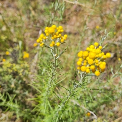 Chrysocephalum semipapposum (Clustered Everlasting) at O'Malley, ACT - 9 Dec 2022 by Mike