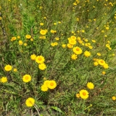 Xerochrysum viscosum (Sticky Everlasting) at O'Malley, ACT - 9 Dec 2022 by Mike