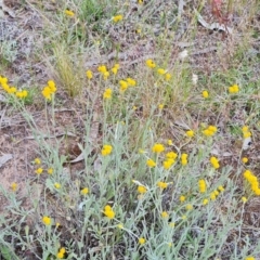 Chrysocephalum apiculatum (Common Everlasting) at O'Malley, ACT - 9 Dec 2022 by Mike