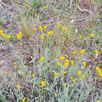 Chrysocephalum apiculatum (Common Everlasting) at Mount Mugga Mugga - 9 Dec 2022 by Mike