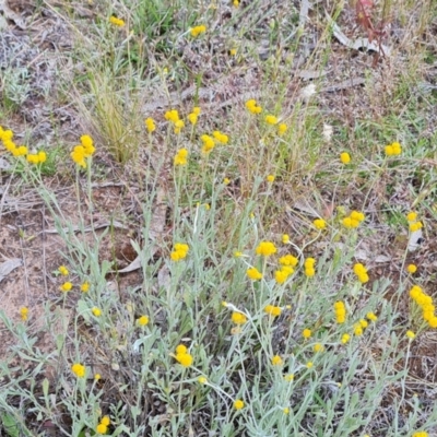 Chrysocephalum apiculatum (Common Everlasting) at O'Malley, ACT - 9 Dec 2022 by Mike