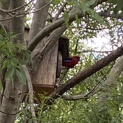 Platycercus elegans (Crimson Rosella) at Curtin, ACT - 6 Dec 2022 by RAllen