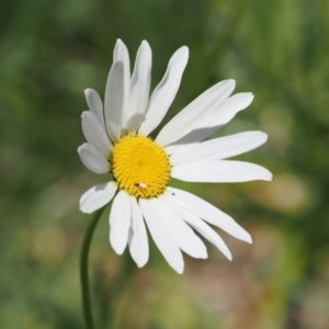 Leucanthemum vulgare at Curtin, ACT - 8 Dec 2022 11:05 AM